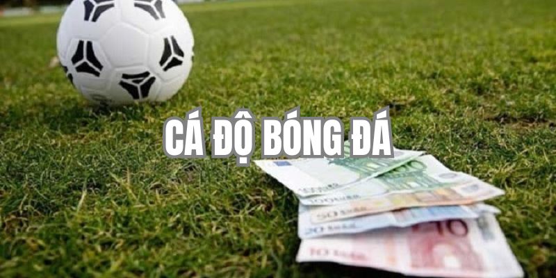 Hướng Dẫn Cá Độ Bóng Đá Chi Tiết Cho Người Mới Tham Gia